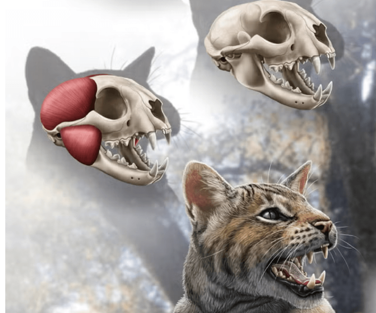 Bilim adamları İspanya'da yaşayan yeni bir tarih öncesi kedi türü keşfettiler